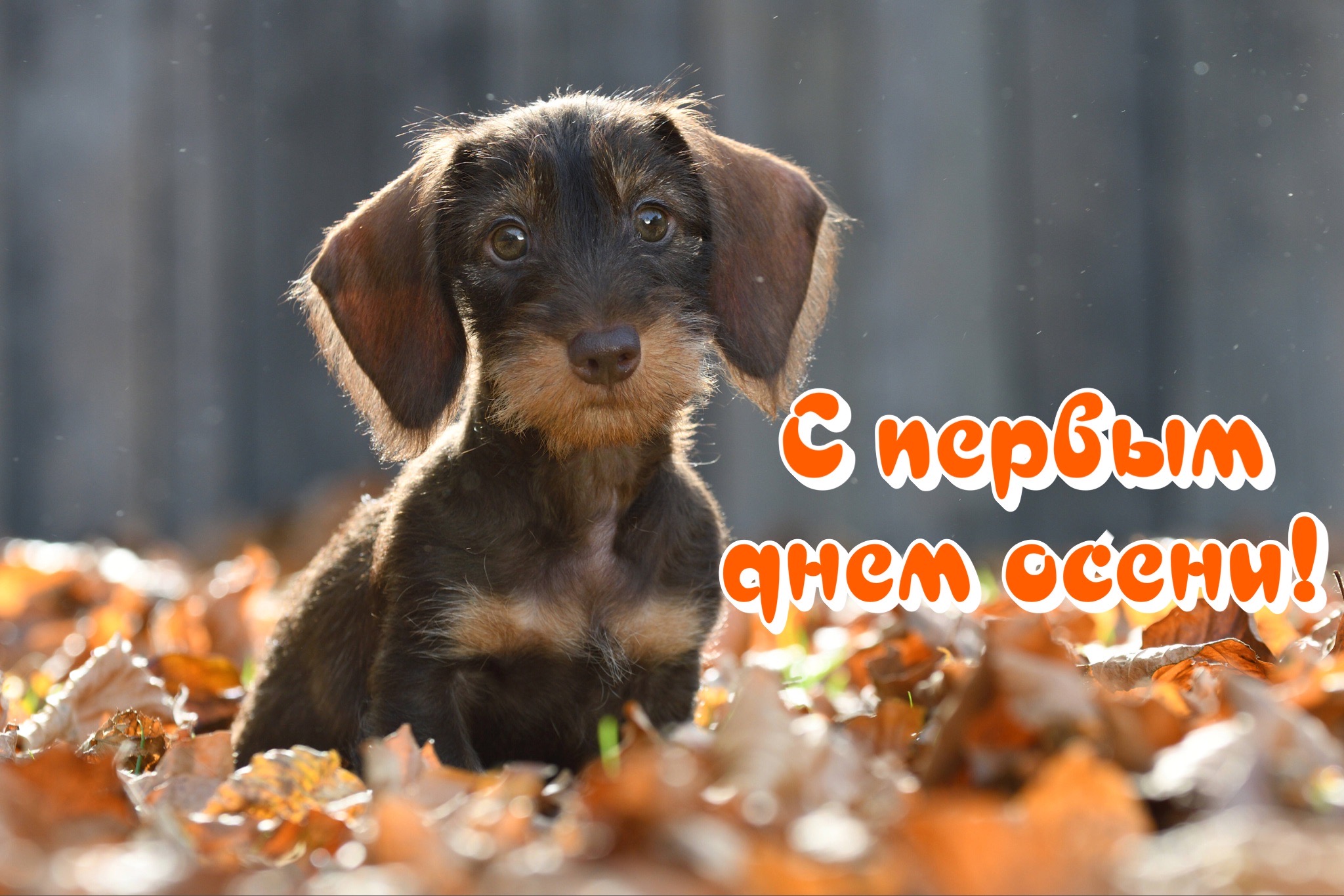 Открытка с первым днем осени