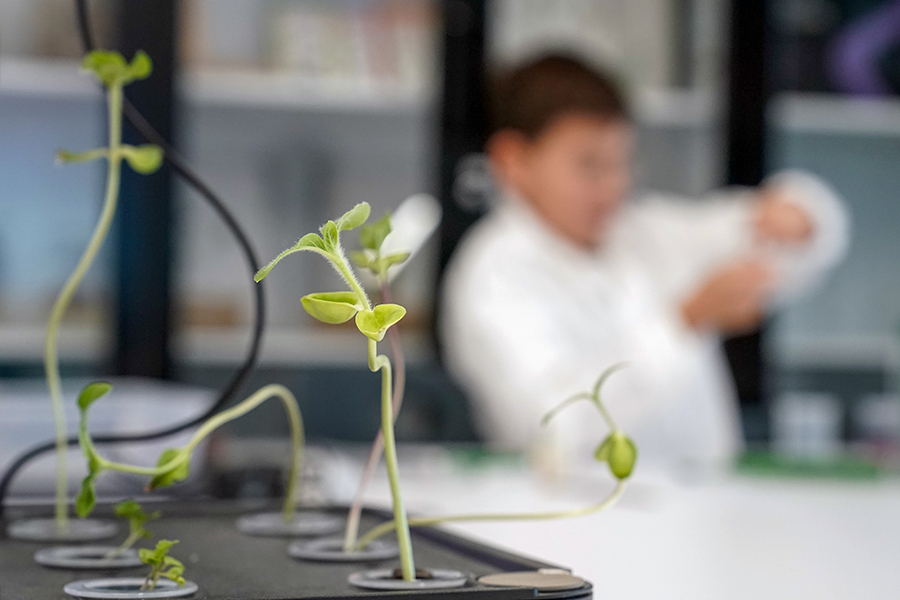 Росток растения