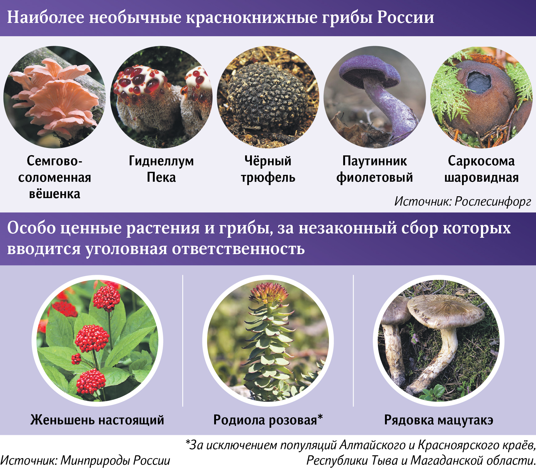 ТОП ядовитых грибов Беларуси: названия и фото с описаниями