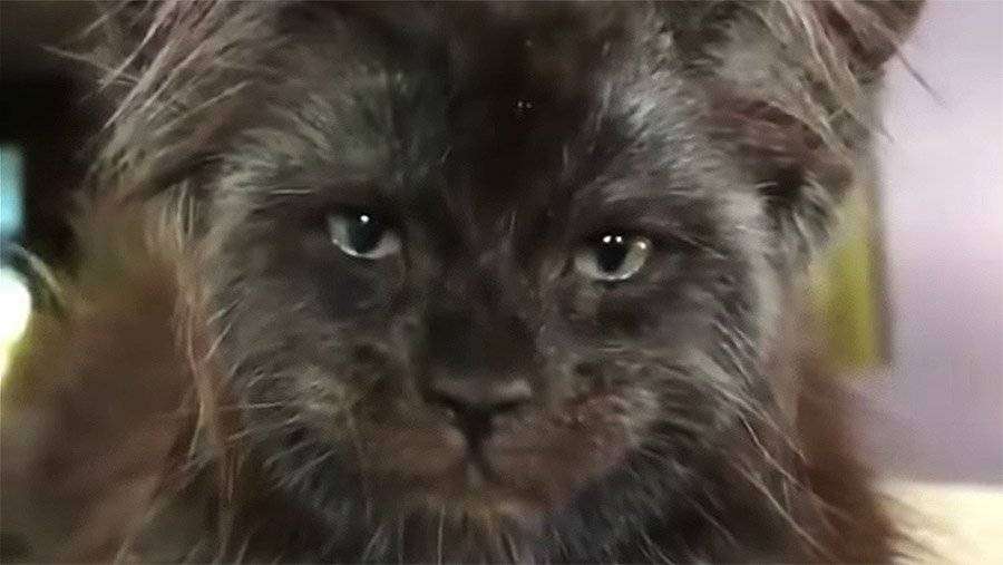 кошка с человеческими глазами