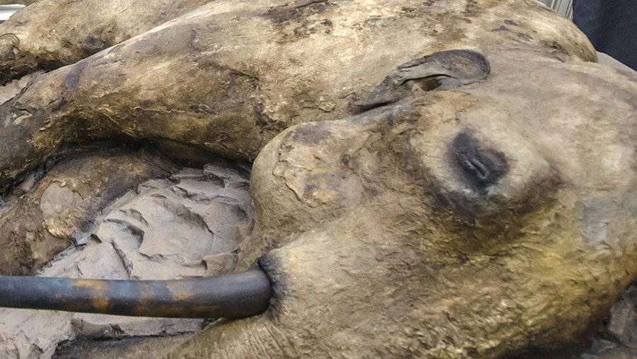 В Якутии нашли кости мамонта возрастом в полмиллиона лет: Наука: Наука и техника: arnoldrak-spb.ru