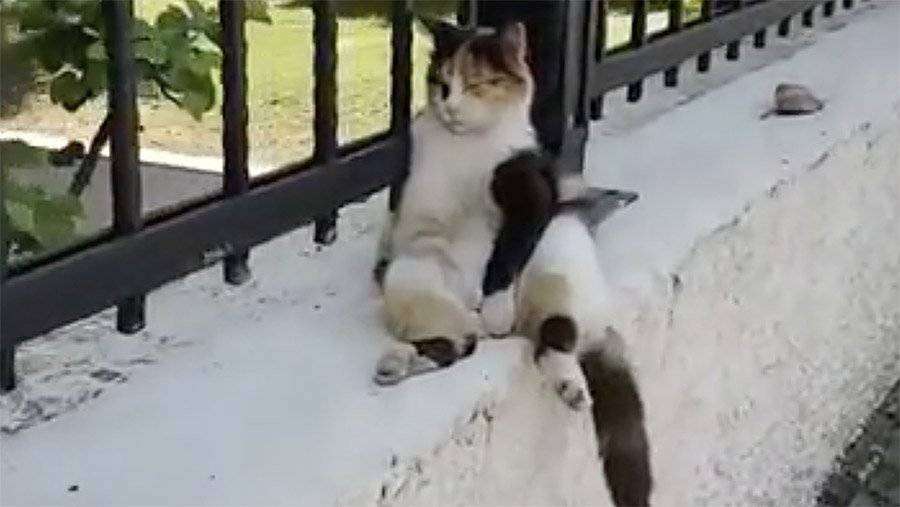 кот сидящий как человек
