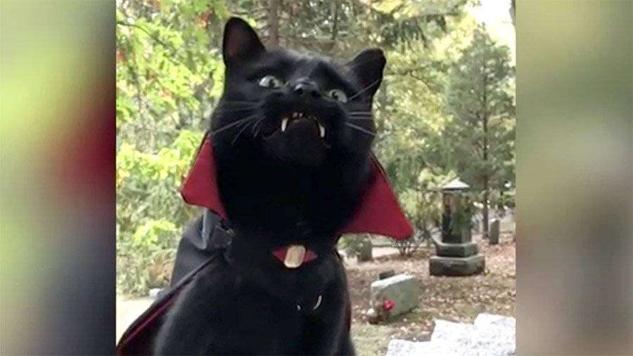 кошка вампир