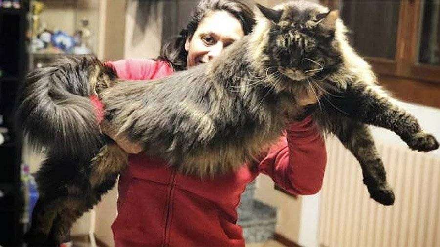 самая длинная кошка в мире