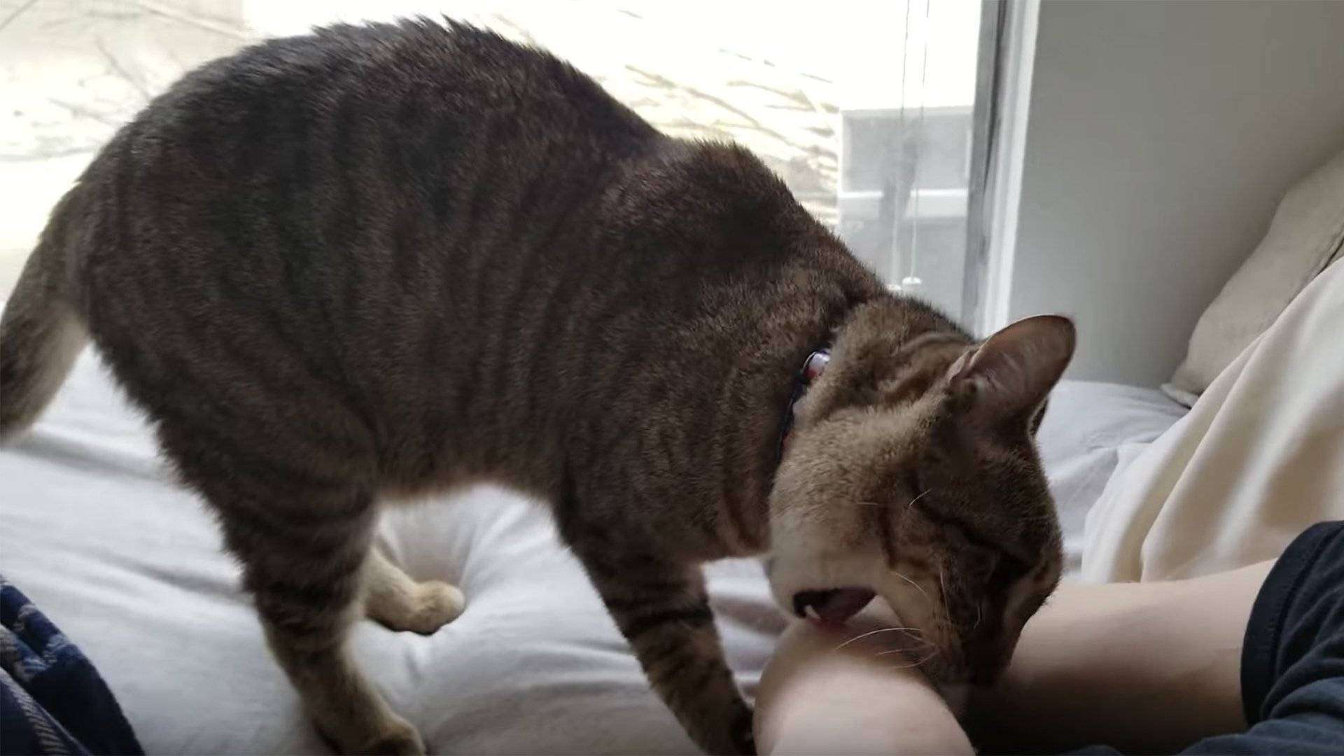 Нападение кошки. Кот нападает. Кошка нападает на человека.