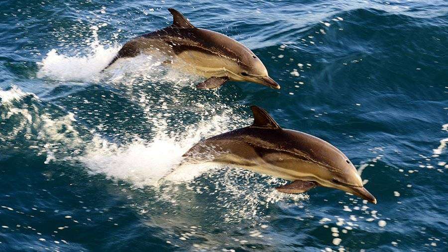Половые органы дельфина (73 фото) - секс фото