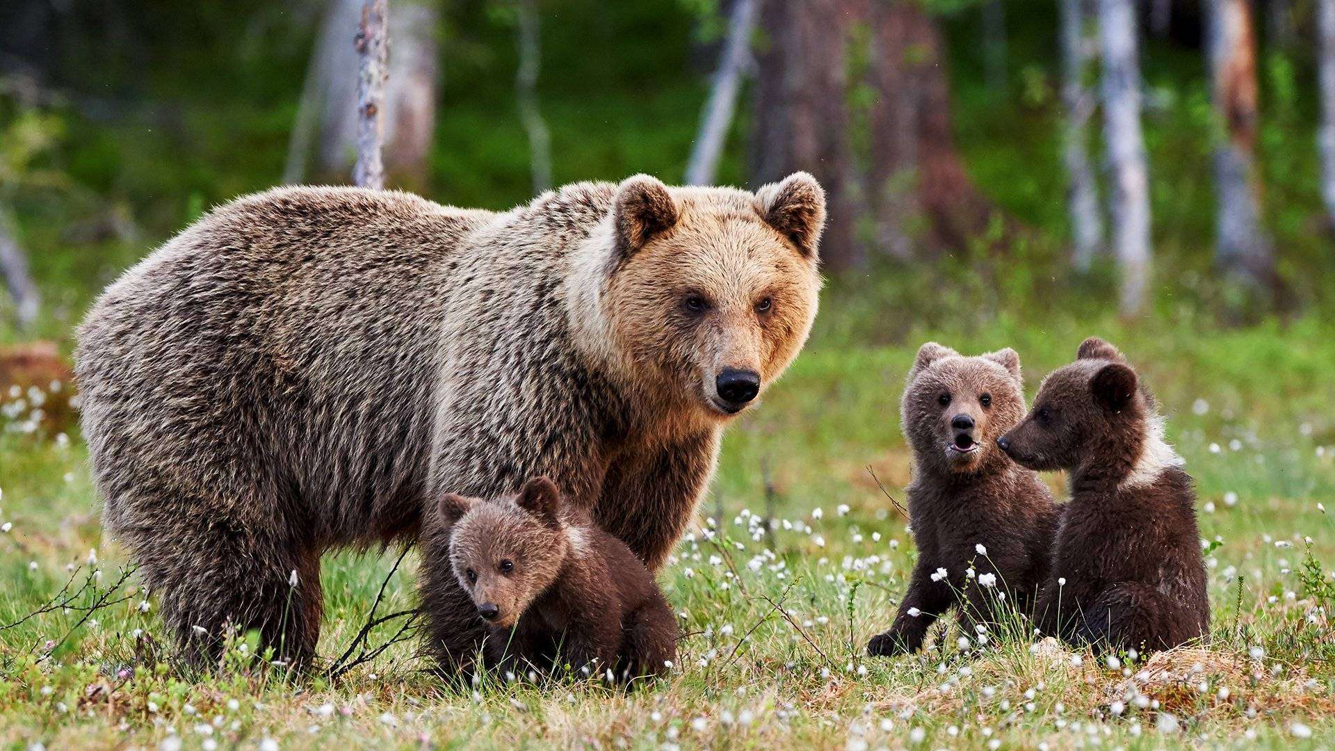 картинки с медвежатами