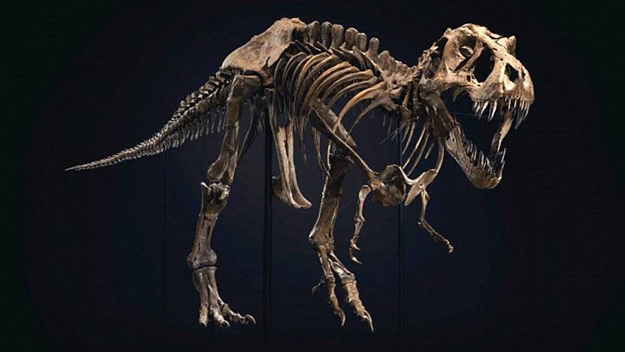 Скелет тираннозавра продали на торгах Christie's за рекордные $31,8 млн |  Новости мира | Известия | 07.10.2020