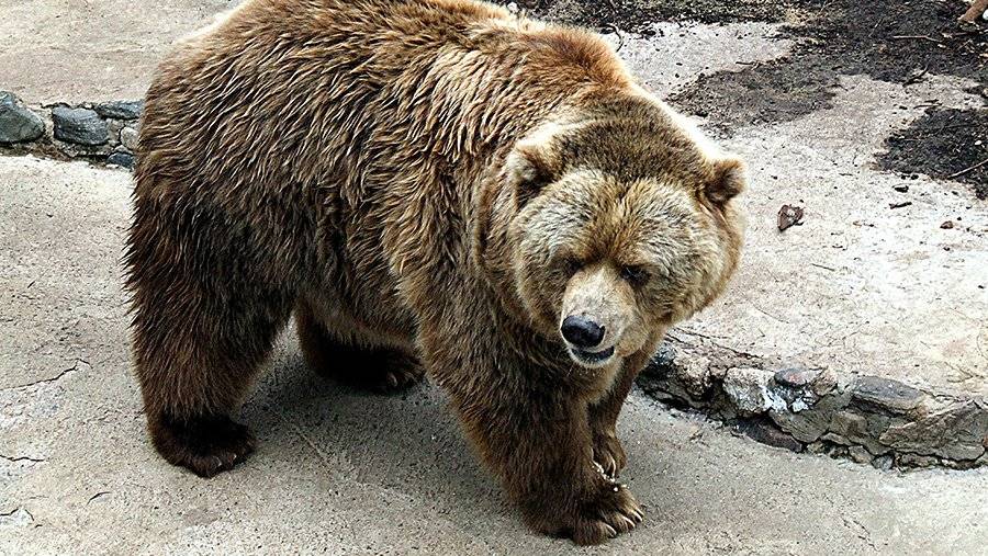 Медведи Новогодние Серии Медведи Новогодние Серии