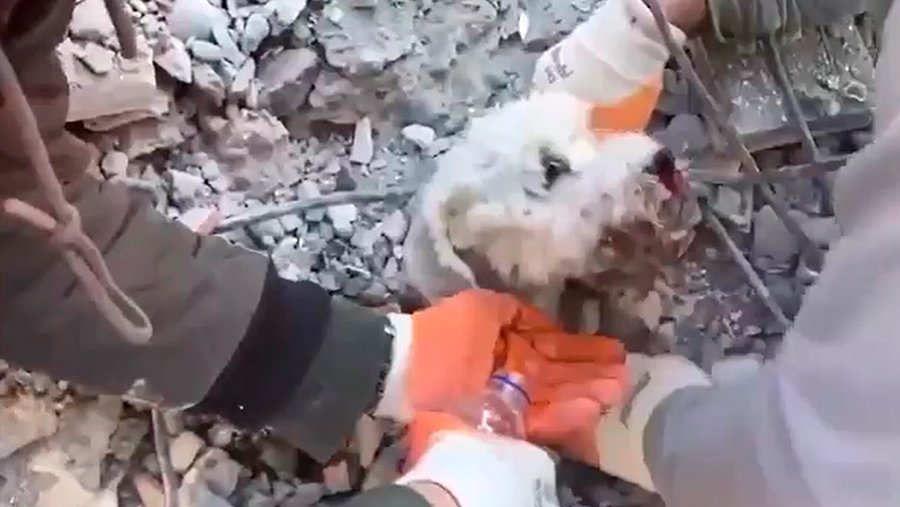В Турции спасли собаку из-под завалов
