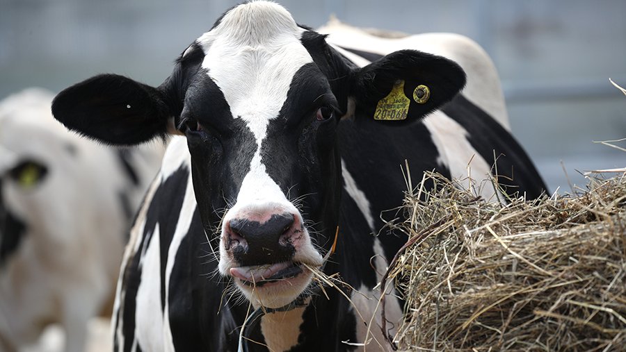 В Бурятии предложили помечать коров светоотражающей краской для снижения числа ДТП