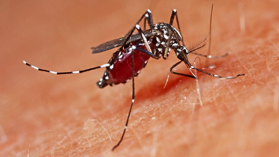 Эколог назвал отпугивающие комаров запахи