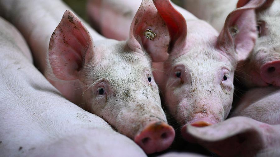 В Минсельхозе заявили о стабильной динамике цен на свинину в России