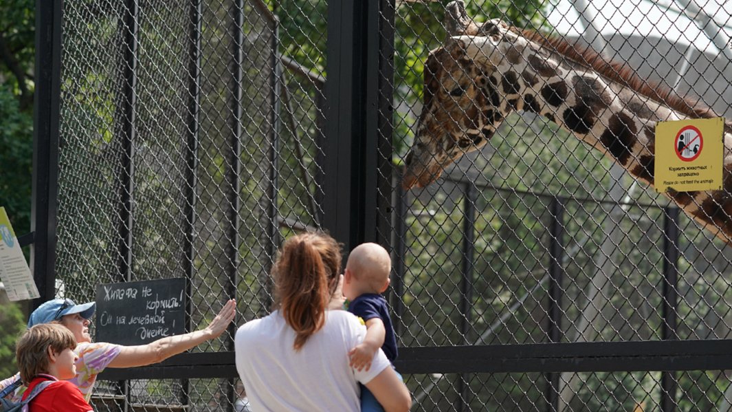 Жирафу Самсону из Московского зоопарка исполнилось 30 лет