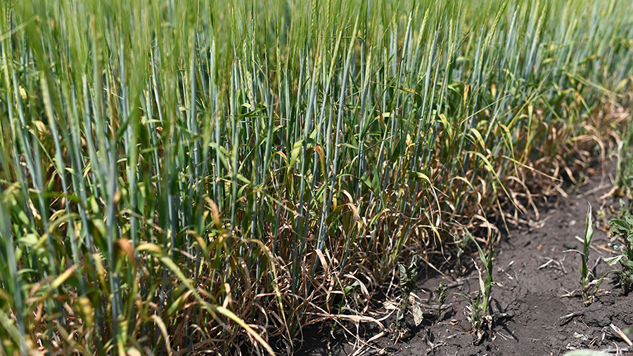 В Ингушетии ввели режим ЧС из-за гибели урожая от аномальной жары