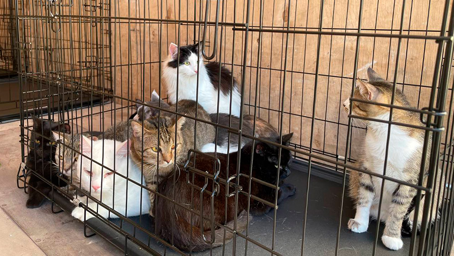 В благотворительном фонде рассказали о спасении животных из Курска и Белгорода