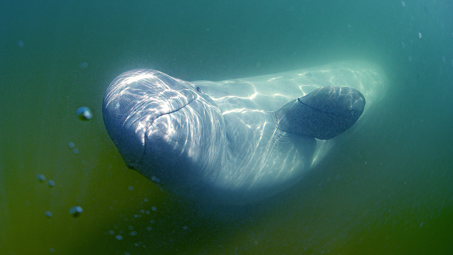 Норвежские НПО выяснили, что российский «кит-шпион» Хвальдимир был убит