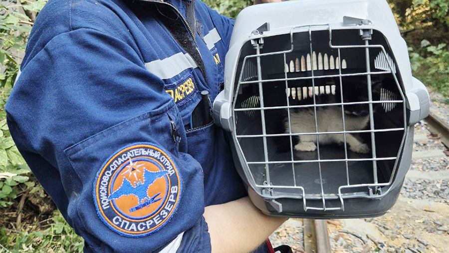 В Москве спасли застрявшего в трубе котенка