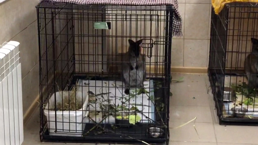 Похищенного в Калужской области детеныша кенгуру отправили домой