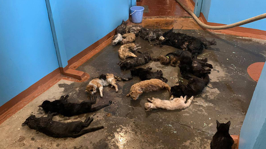 Сотрудники МЧС спасли более 20 животных при пожаре в квартире Норильска