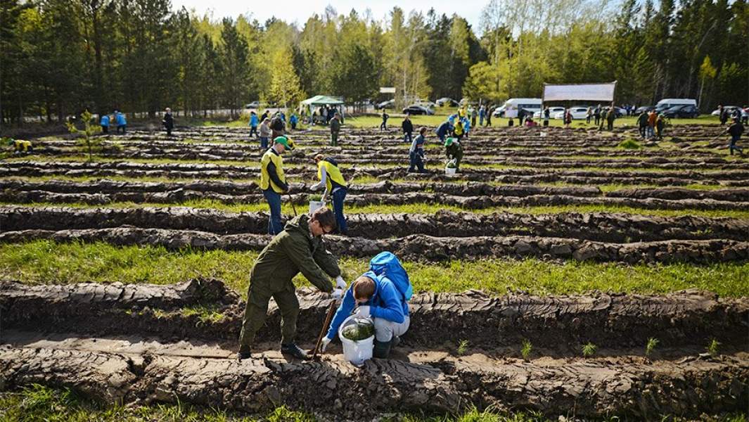 Волонтеры сажают саженцы хвойных пород деревьев в рамках акции "Всероссийский день посадки леса"