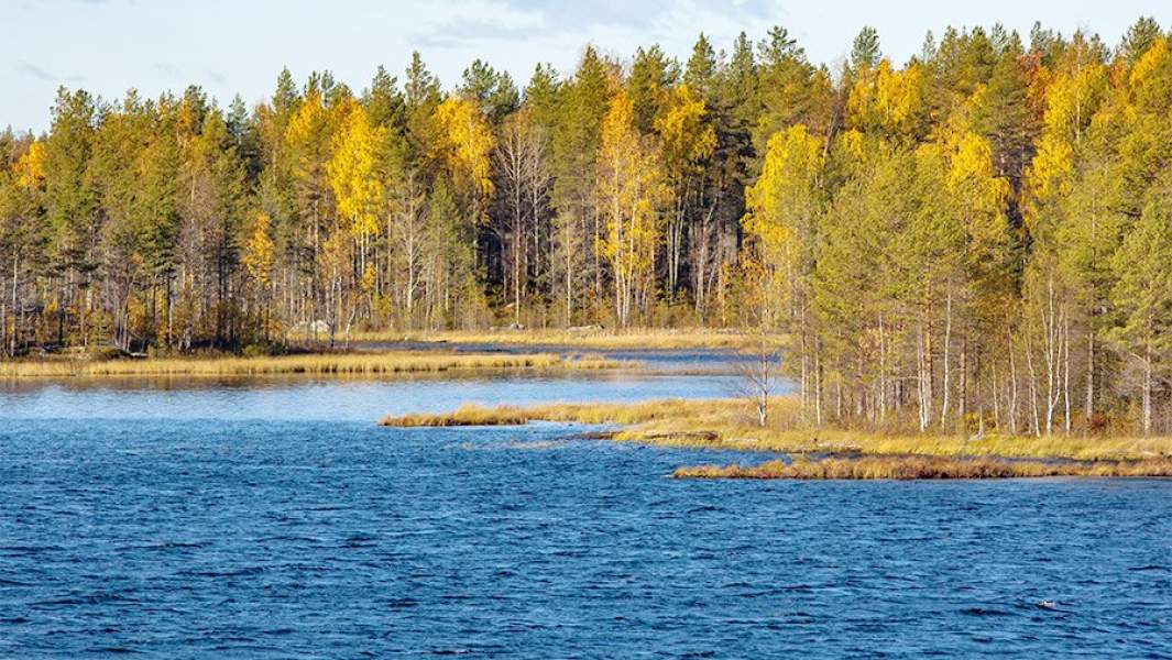 Молодой лес по берегам реги Сегежа в Карелии, осень, березы