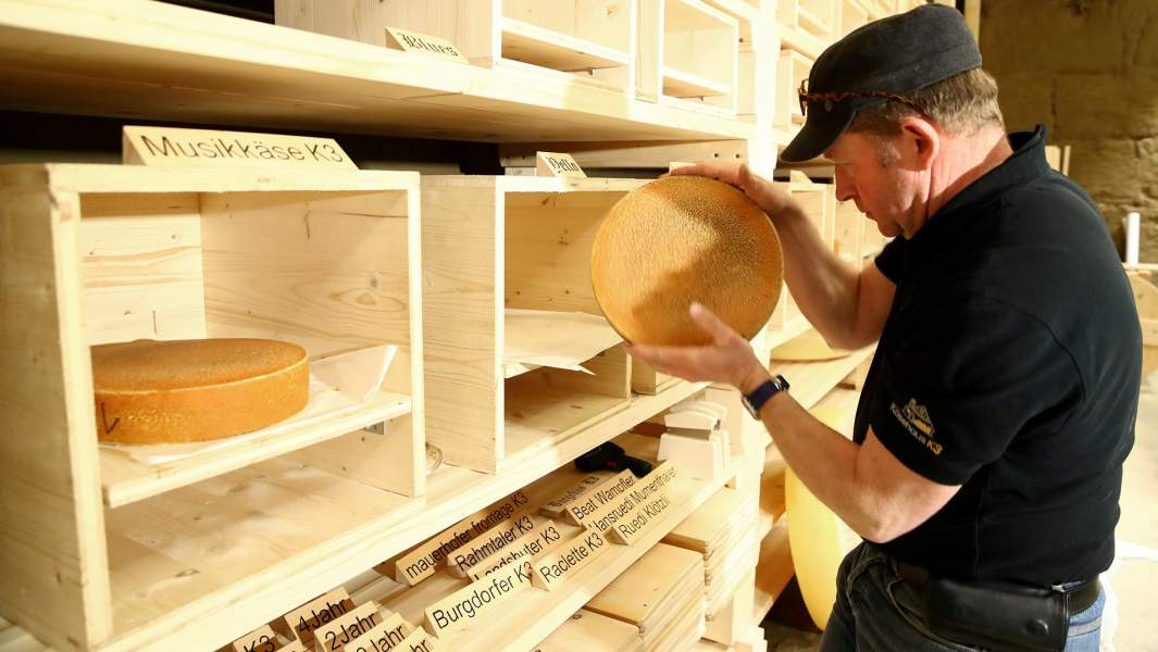 Швейцарский сыровар Бит Уампфлер проверяет головки сыра во эксперимента по «озвучиванию» сыра музыкой разных типов
