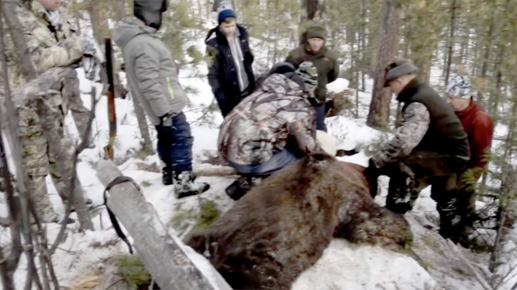 Кому еще охота. Как иркутский губернатор застрелил медведя в берлоге