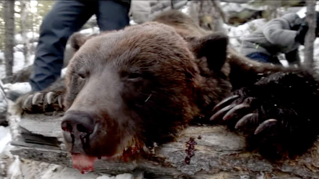 Кому еще охота. Как иркутский губернатор застрелил медведя в берлоге