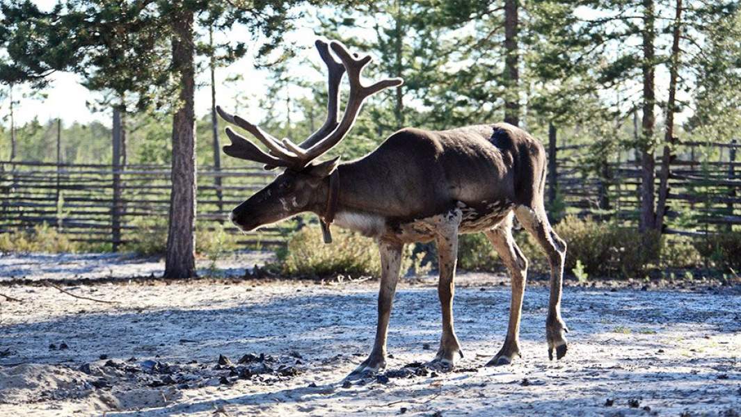 домашний северный олень летом