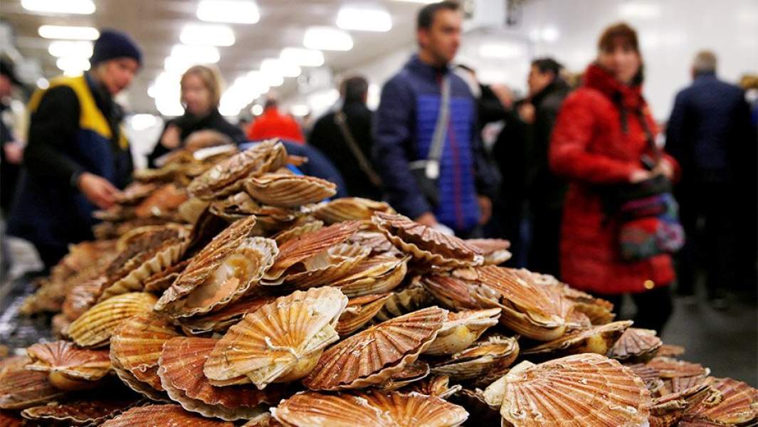 Гребешки на прилавке