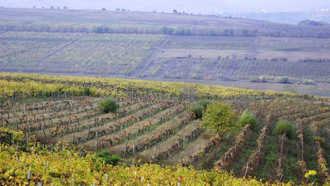 Молдавские виноградники