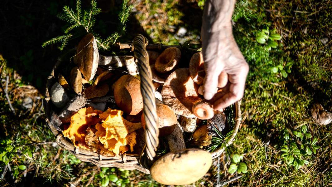 Грибник в лесу