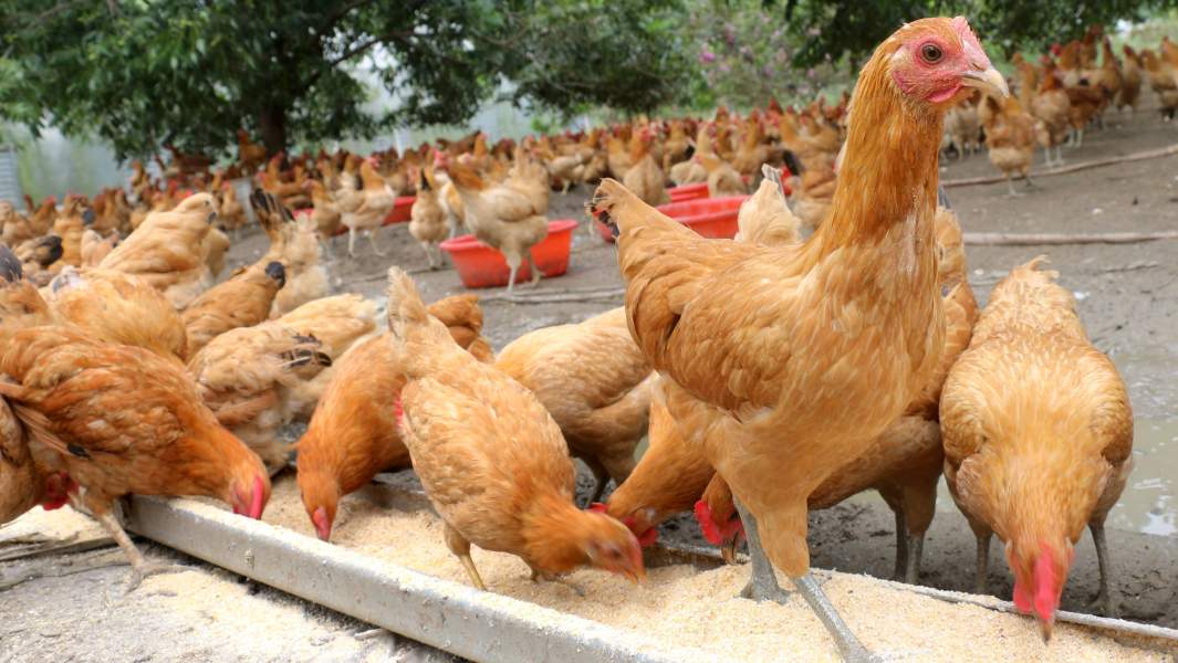 Курицы на ферме в провинции Цзянсу, Китай