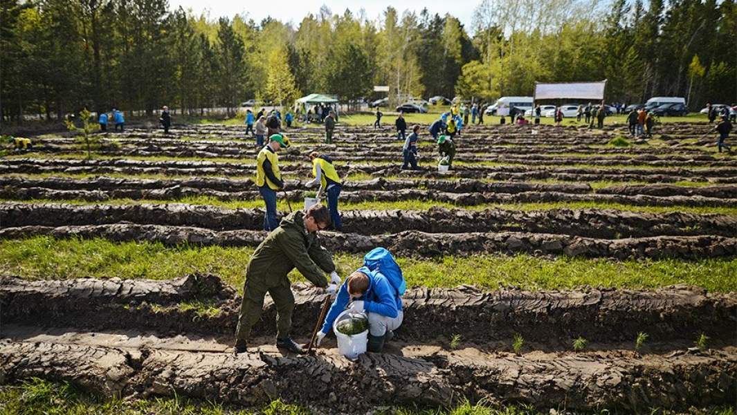 Экологические проекты тульской области Вывести из-под топора: какие леса предлагают объявить объектами национального на