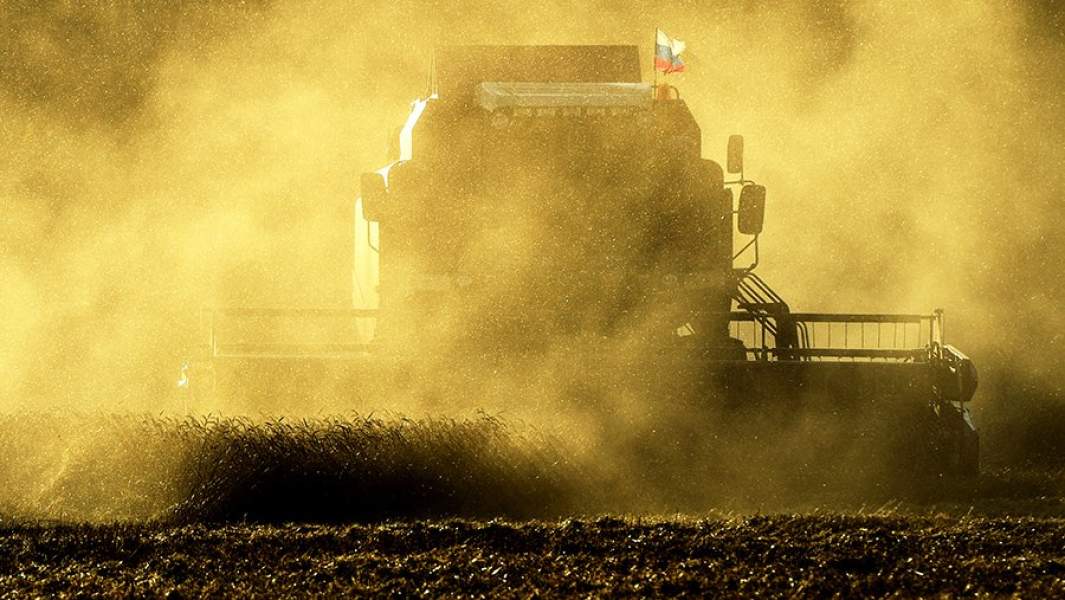 Уборка урожая яровой пшеницы на полях в Новосибирской области