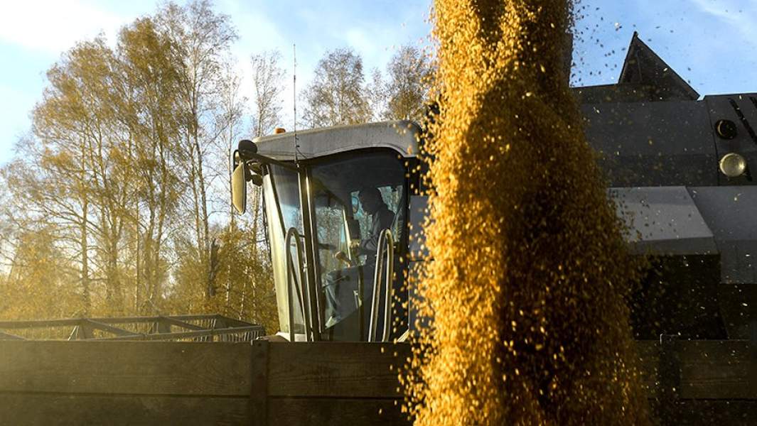 Уборка урожая яровой пшеницы