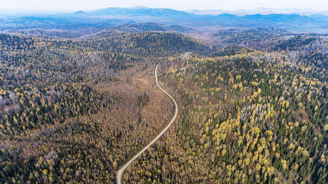 Леса в Чойском районе республики Алтай, вид сверху, дорога