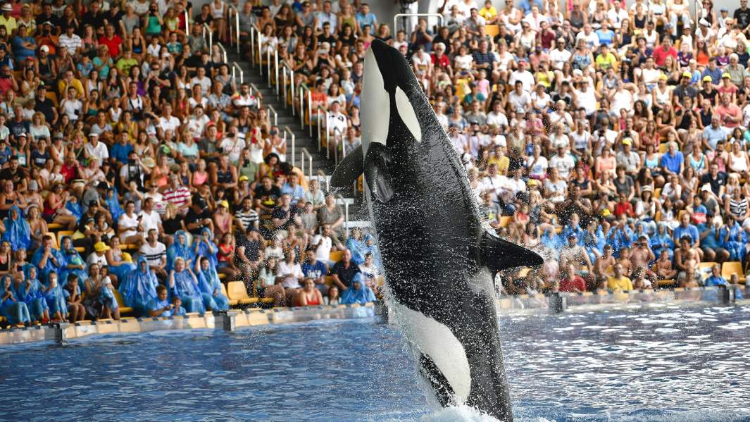 Касатка в цирке