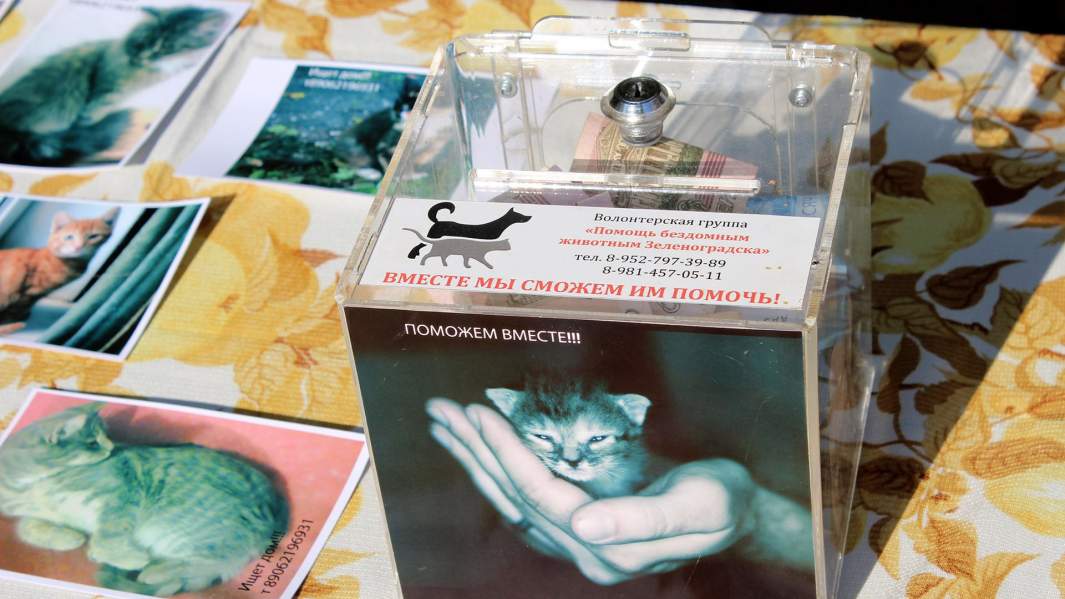 Сбор денег для бездомных кошек