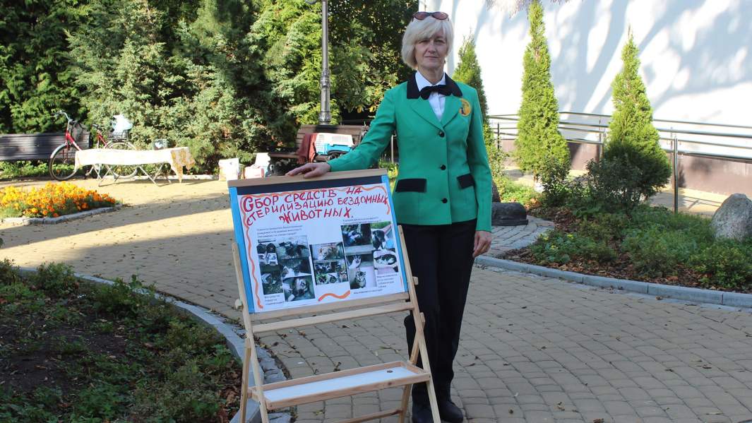 Сбор денег на стерилизацию бездомных кошек