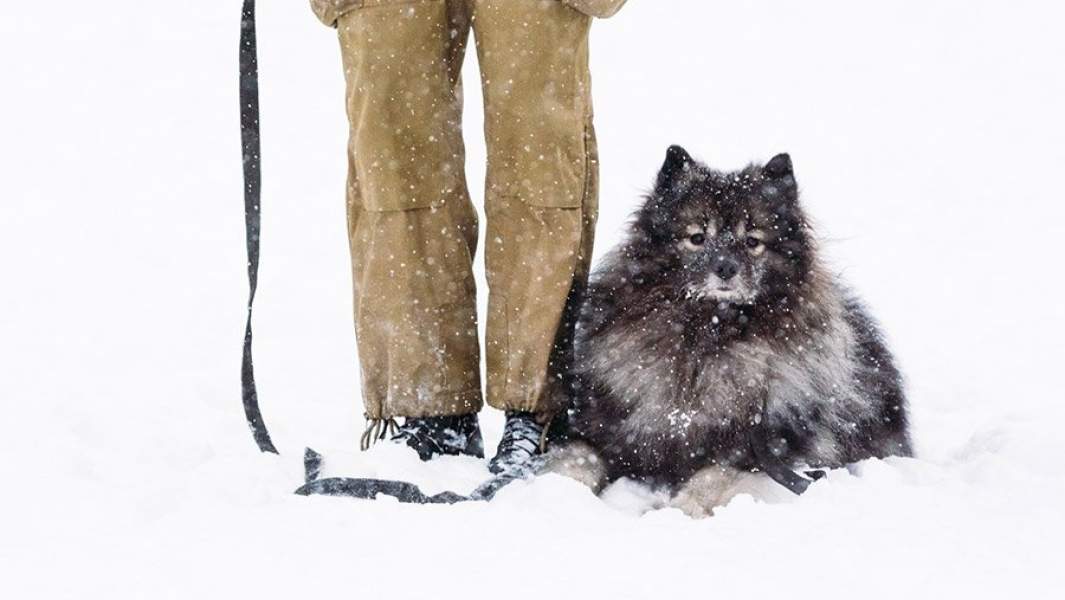 Вольфшпиц в снегу  у ног человека