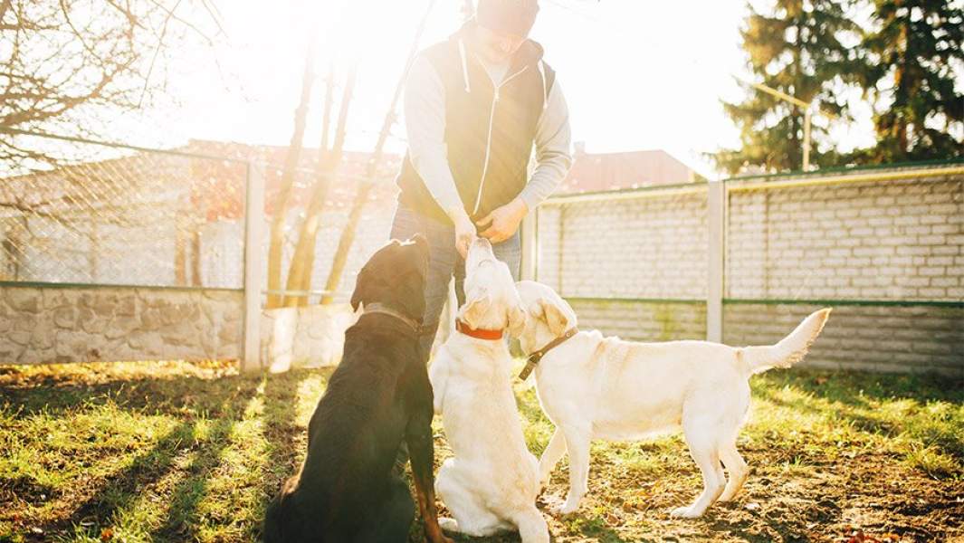 Инструктор и три лабрадора на учебной площадке