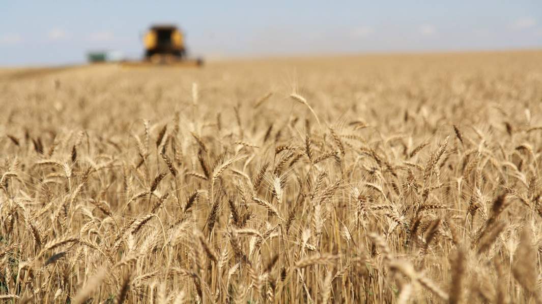 Уборка зерновых в селе Цветочное Белогорского района Крыма