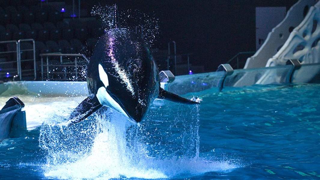 Косатка во время выступления в новогоднем шоу «Затерянный мир» в Центре океанографии и морской биологии «Москвариум» на ВДНХ в Москве