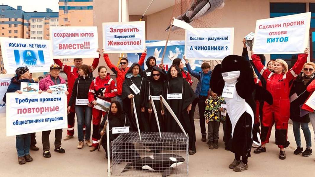 Пикет в защиту хищных китов прошел в Южно-Сахалинске