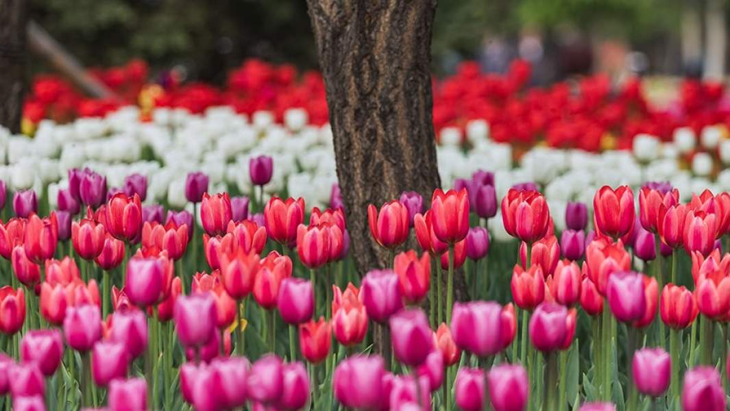 Тюльпаны, Нидерланды, Голандия