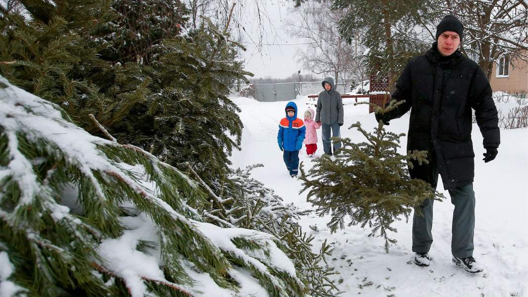 Пункт приема новогодних елок в Москве
