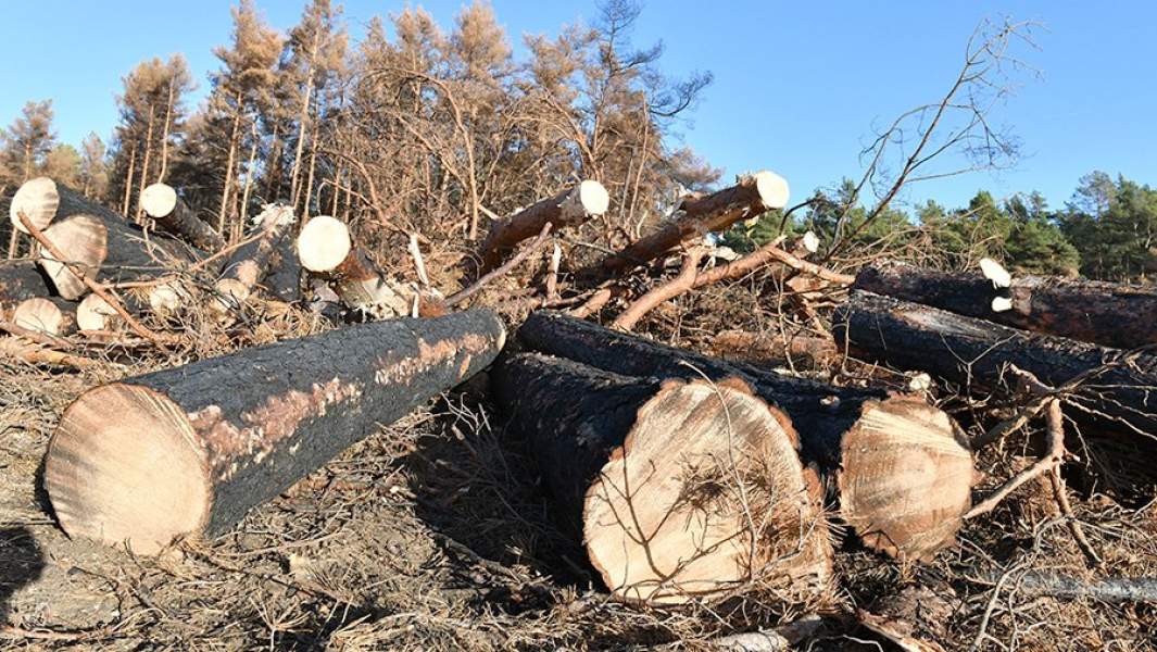Делянка для заготовки дров