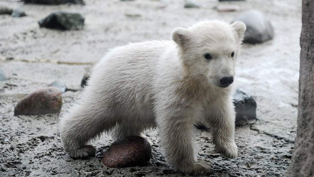 Детеныш белого медведя